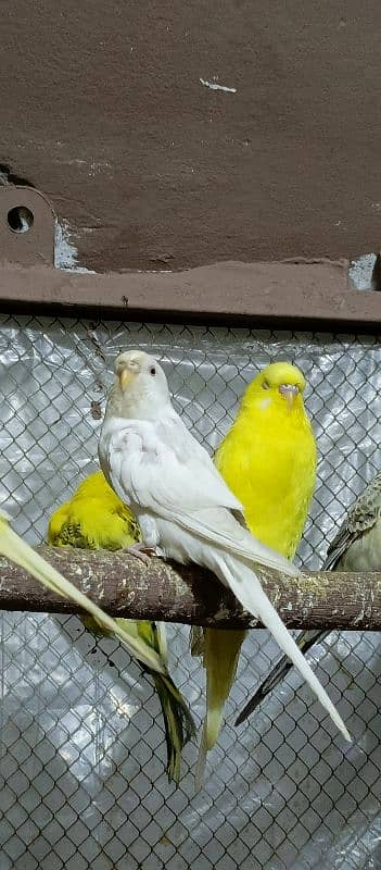 Birds Colony for sale. . . . different parrots. . . 03245941690 3