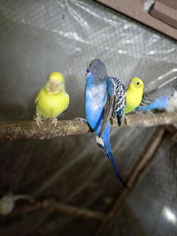 Birds Colony for sale. . . . different parrots. . . 03245941690 6