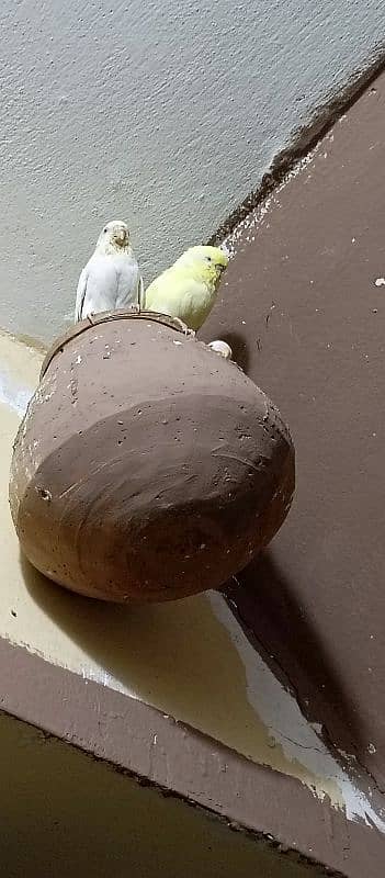 Birds Colony for sale. . . . different parrots. . . 03245941690 7