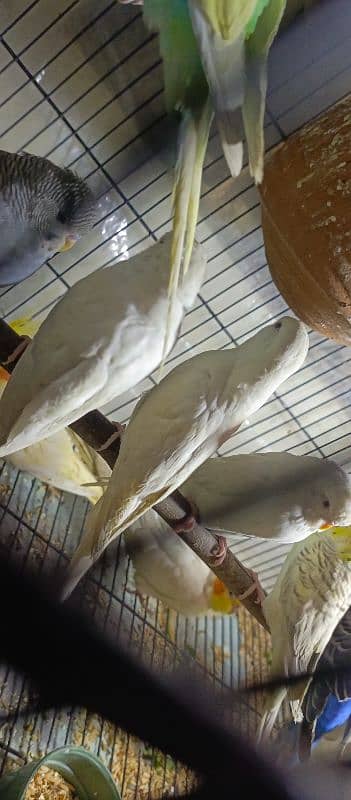 Birds Colony for sale. . . . different parrots. . . 03245941690 8