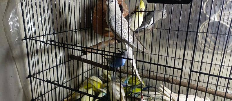 Birds Colony for sale. . . . different parrots. . . 03245941690 9