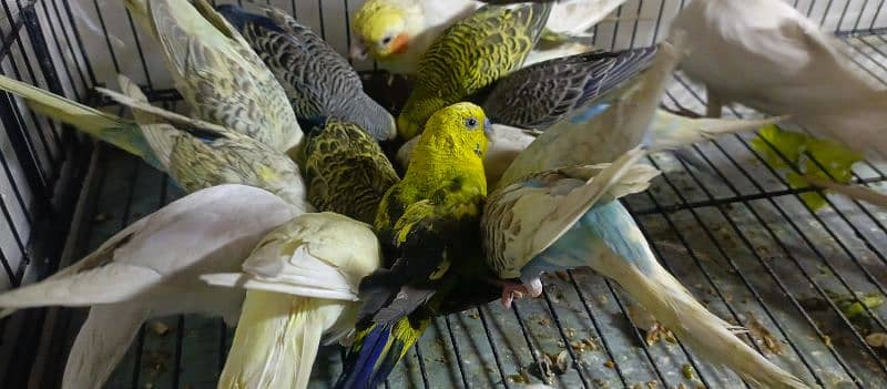 Birds Colony for sale. . . . different parrots. . . 03245941690 10