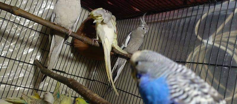 Birds Colony for sale. . . . different parrots. . . 03245941690 11