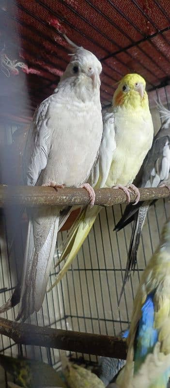 Birds Colony for sale. . . . different parrots. . . 03245941690 12