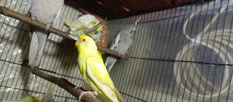 Birds Colony for sale. . . . different parrots. . . 03245941690 13