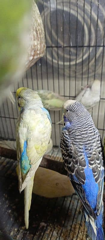 Birds Colony for sale. . . . different parrots. . . 03245941690 16