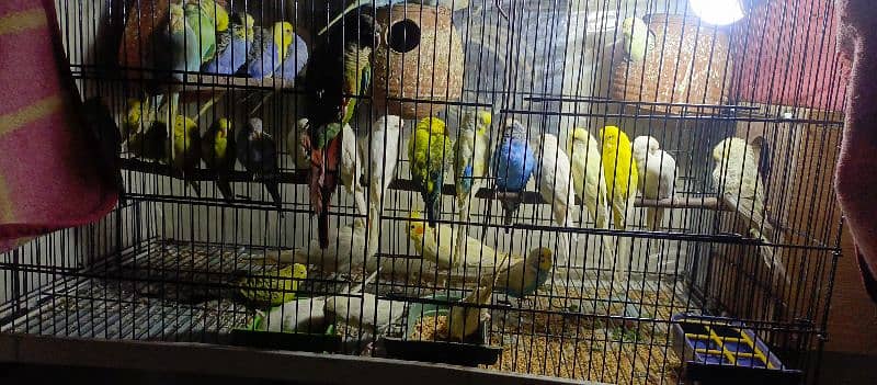 Birds Colony for sale. . . . different parrots. . . 03245941690 17