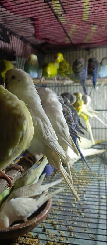 Birds Colony for sale. . . . different parrots. . . 03245941690 18