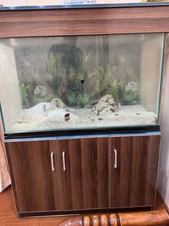 fish aquarium