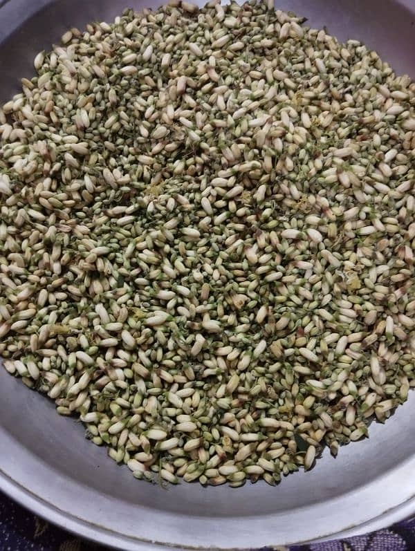 fresh moringa (sohanjna) for sale 0