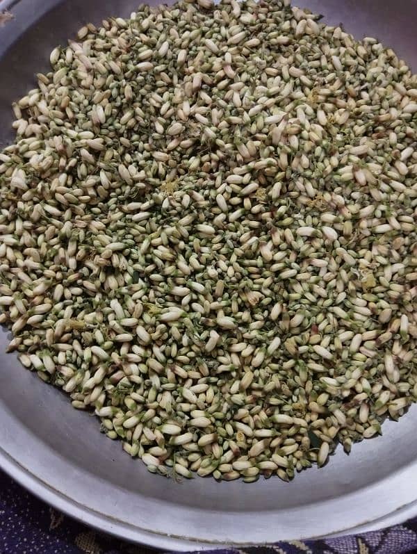 fresh moringa (sohanjna) for sale 1