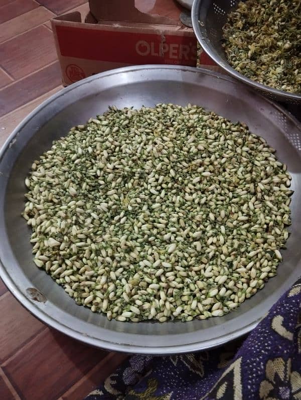 fresh moringa (sohanjna) for sale 2