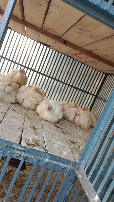 Broiler chicken cage for shop 03205913436 2