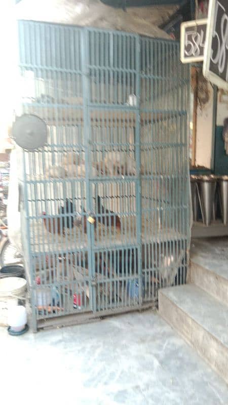 Broiler chicken cage for shop 03205913436 3