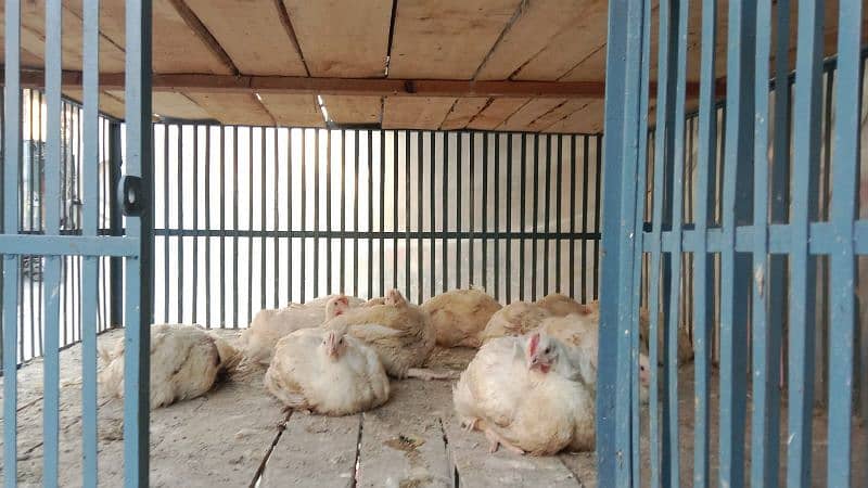 Broiler chicken cage for shop 03205913436 5