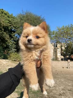 POMERANIAN,(SPITZ) FOR SALE