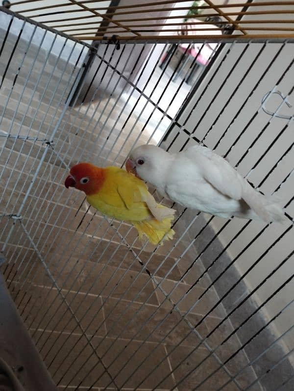 Albino red eye chick, lotino breeder pair, king size budgie male 2