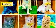 white Persian kittens| Triple long coated | punch Face|cat babies sal