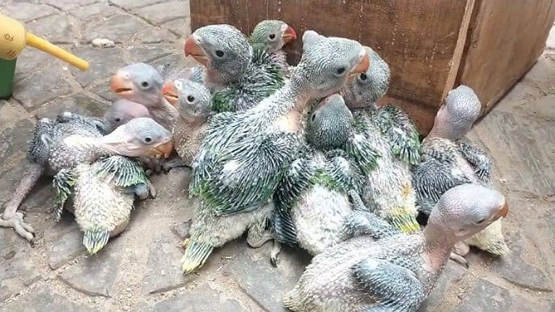 Pahari parrots chicks 0