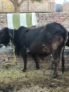 Cross Cow For sale