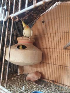 Handstame breeding Cockatiel Pair with Cage