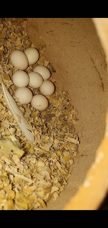 Handstame breeding Cockatiel Pair with Cage 1