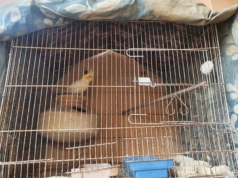 Handstame breeding Cockatiel Pair with Cage 2