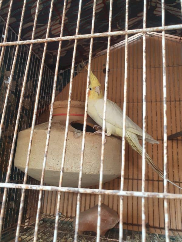 Handstame breeding Cockatiel Pair with Cage 3