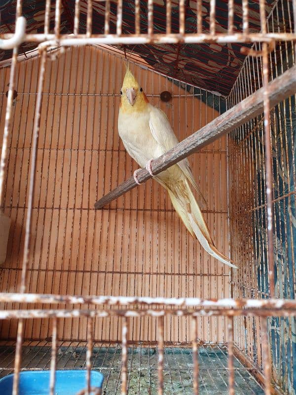 Handstame breeding Cockatiel Pair with Cage 4