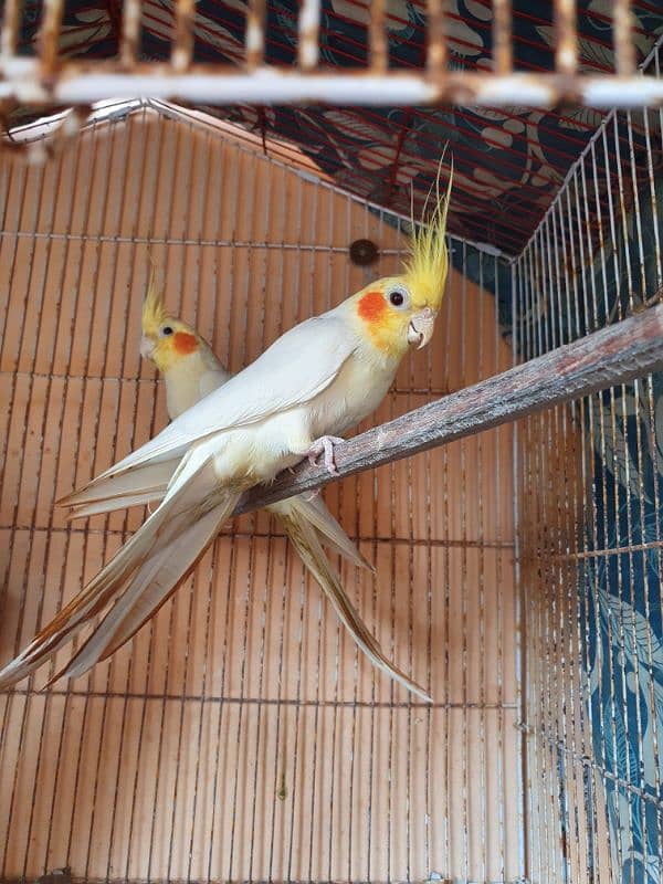 Handstame breeding Cockatiel Pair with Cage 5