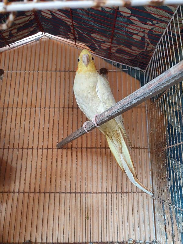 Handstame breeding Cockatiel Pair with Cage 6