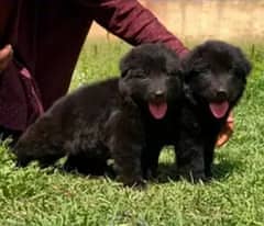 German Shepherd puppies | Black German Shepherd Long Coat Pair