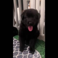 Black German Shepherd Long Coat Puppy | German Shepherd Female puppy