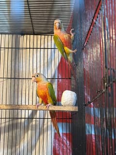 pineapple conure breeder pair highly red factor