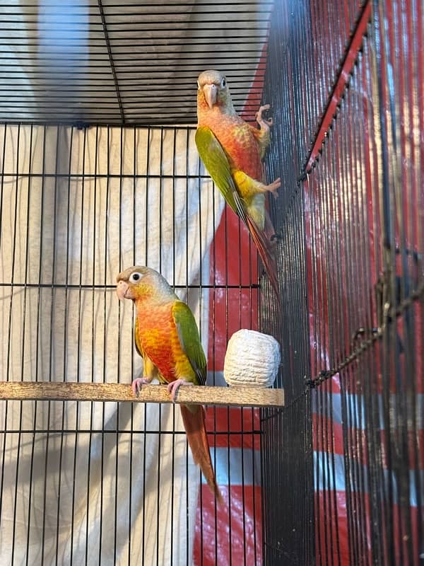 pineapple conure breeder pair highly red factor 0