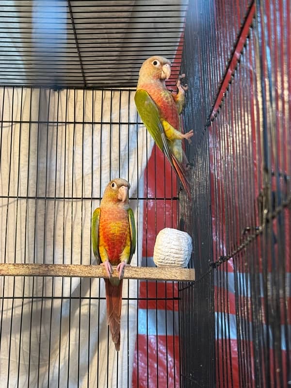 pineapple conure breeder pair highly red factor 1