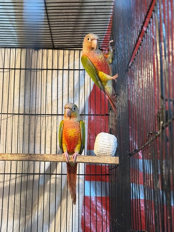 pineapple conure breeder pair highly red factor 2