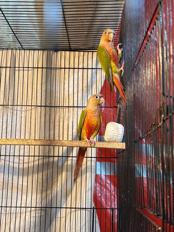 pineapple conure breeder pair highly red factor 3