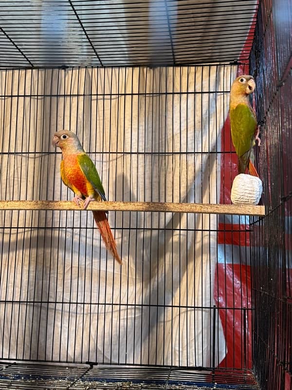 pineapple conure breeder pair highly red factor 4