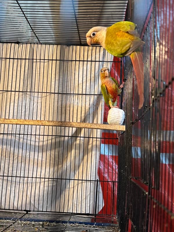 pineapple conure breeder pair highly red factor 5