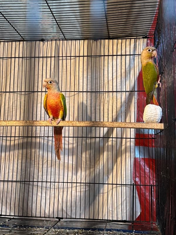 pineapple conure breeder pair highly red factor 6