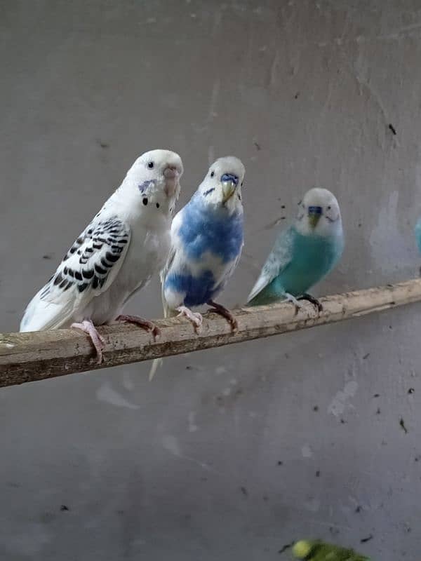 budgie ki complete colony sell krni hai 2