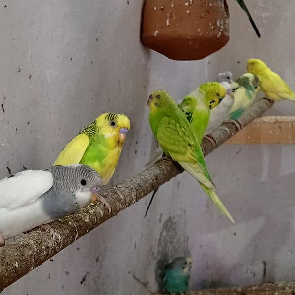 budgie ki complete colony sell krni hai 3