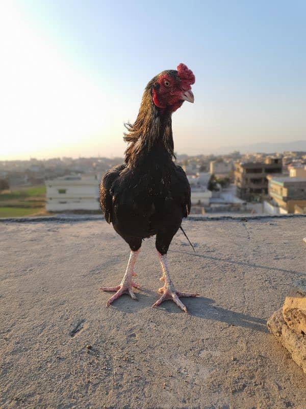 Best Aseel Murga for fīghtïng and for breading, new cōçk 0