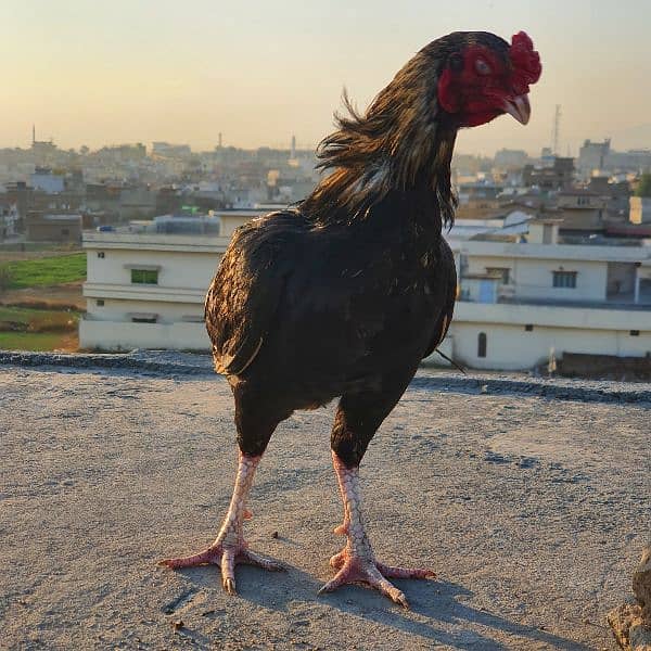 Best Aseel Murga for fīghtïng and for breading, new cōçk 2