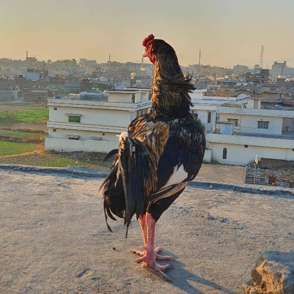 Best Aseel Murga for fīghtïng and for breading, new cōçk 3