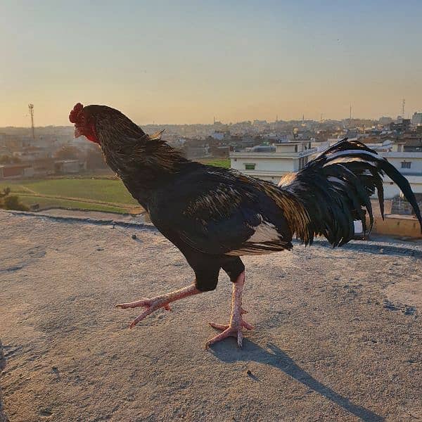 Best Aseel Murga for fīghtïng and for breading, new cōçk 4
