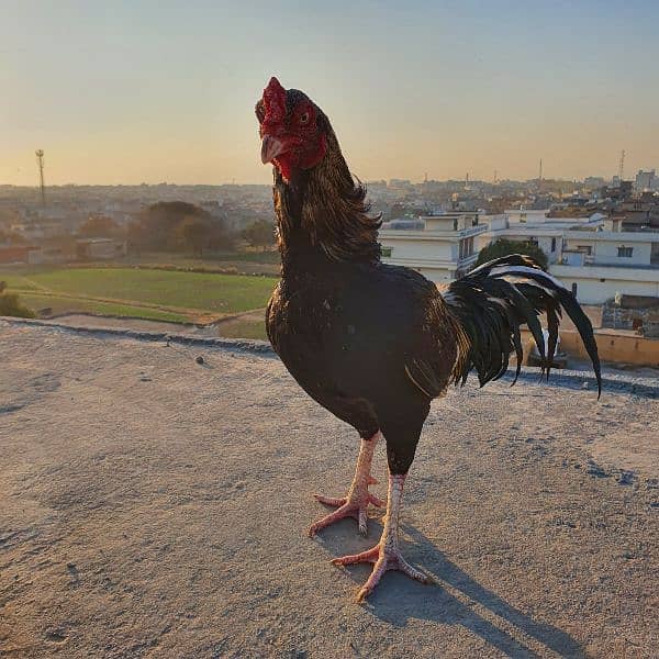Best Aseel Murga for fīghtïng and for breading, new cōçk 1