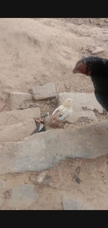 black aseel hen with 5 chicks frsh and healthy chicks 2