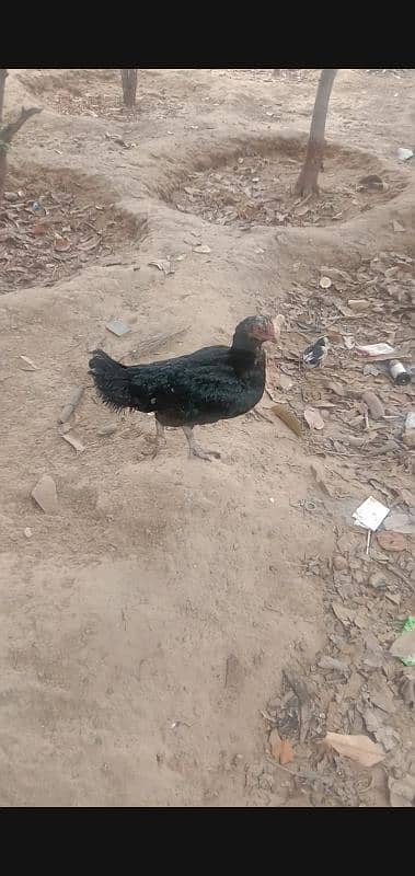 black aseel hen with 5 chicks frsh and healthy chicks 3